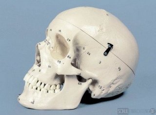 Homo-Schdel mit Knochennumerierung