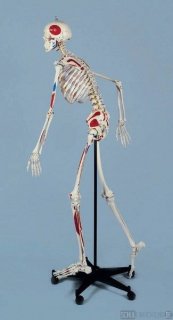 Homo-Skelett, flexibel und mit Muskeln