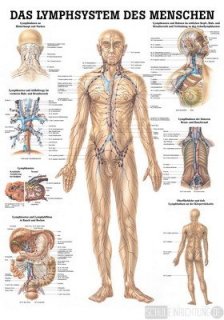 Lympfsystem des Menschen