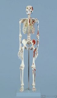 Mini-Skelett mit Muskeldarstellung