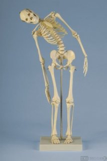 Mini-Skelett mit flexibler Wirbelsule