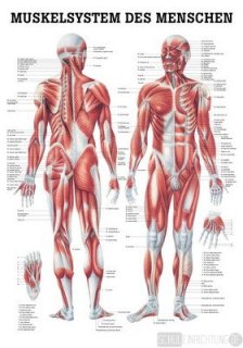 Muskelsystem des Menschen