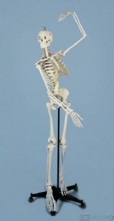 Physiologisches Skelett mit weichen Zwischenwirbeln