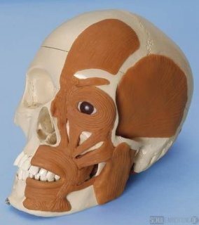 Schdel mit Muskeln