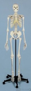 Skelett mit weißem Steckschädel