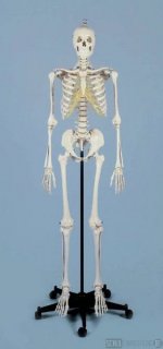 Spezial-Skelett fr besonders hohe Beanspruchung