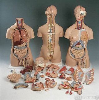 Super-TORSO, 28teilig.