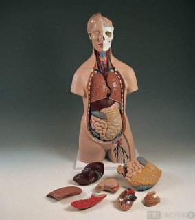   Torso, 10-teilig, mit Kopf