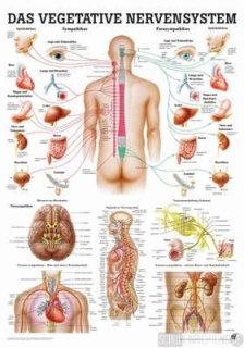 Vegetatives Nervensystem