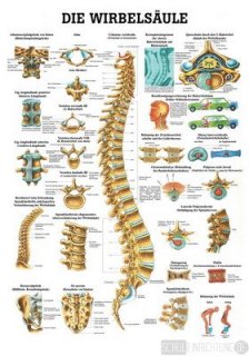 Wirbelsule des Menschen
