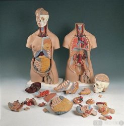 Klassenzimmer-Set 1 - h�henverstellbar