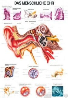 Das menschliche Ohr