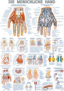 Die menschliche Hand